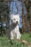 WESTIE 007